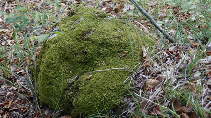 Rocce e pietre con il muschio nel bosco