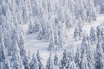 Coniferous trees sprinkle with snow. View from height of white frozen forest