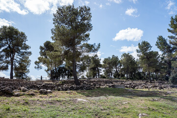 trees in the mountains