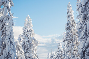 Fir branches covered with rime. Winter nature, snowy forest