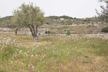landscape with flowers
