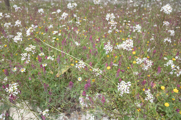 field of daisies