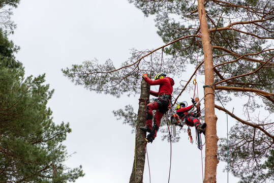 Arborist cutting a branches with chainsaw. The worker with helmet working at heights. Tree surgery.
