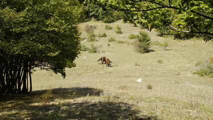 Cavallo al pascolo sul monte Strega