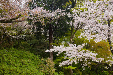 春の森と満開の桜の木の風景