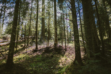 Fototapeta premium A tree in a forest