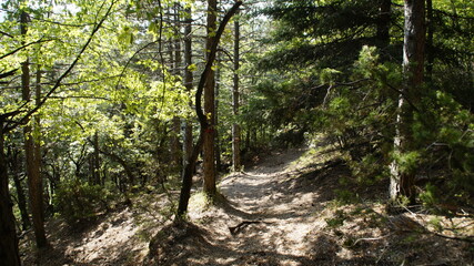 Sentiero nel bosco sul monte Strega nelle Marche