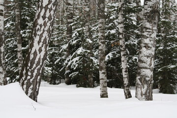 Snow covered birch trees and winter forest in the snow