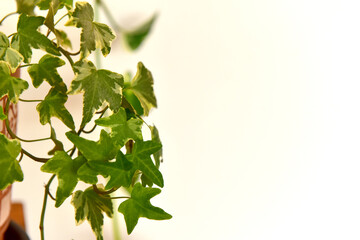 Branch with leaves of Hedera helix or English ivy plant, on white background.