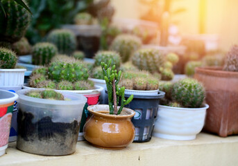 Closeup of Beautiful Cactus was planted beside the white wall for design and decoration in Thailand.