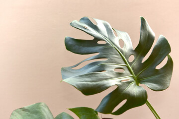 Monstera Deliciosa leaves on white background. The beautiful houseplant Swiss cheese plant.