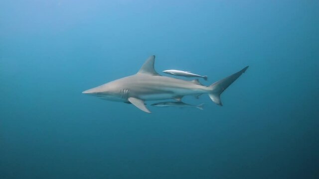 One oceanic blacktip shark (Carcharhinus limbatus) moving in the blue, accompanied by remoras