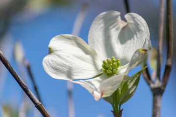 白いハナミズキの花