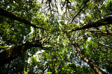 Fototapeta na wymiar Low angle view looking up of abundance tropical forest tree with green leaves in the mountain.