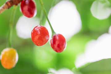 Ripe cherries hanging from a cherry tree branch.