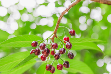 Ripe cherries hanging from a cherry tree branch.
