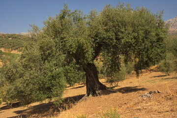 Landscape with olive trees in Andalusia,Spain, Europe
