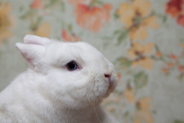 image of white rabbit animal 