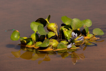 water lily