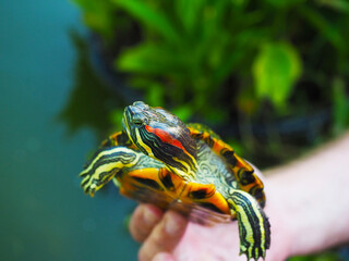 Striped yellow green redeared turtle in a human hand outdoors. Closeup photo