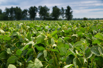 Close-up of a soybean plant field under a blue sky on a summer day