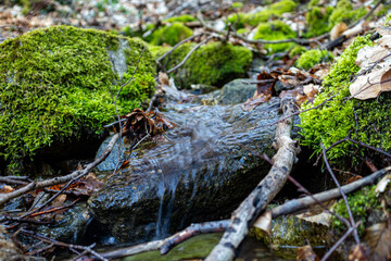 little brook in the forest