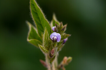 Soy flowers in sunny field. Green growing soybeans