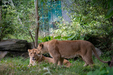 Two Asian Lioness keeping each other company.