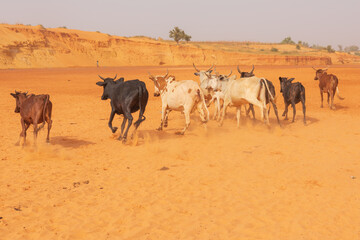Cows in Africa