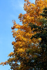 Yellow, orange and green leaves with sky at the background