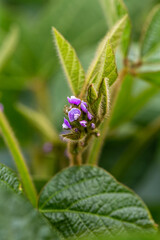 Image of Soy flowers in sunny field. Green growing soybeans printed on Printed Glass Splashbacks