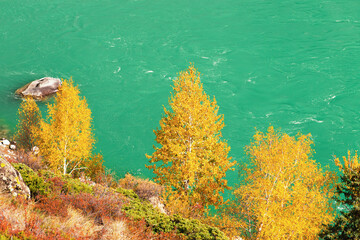 Fototapeta na wymiar Yellow autumn birches on background of turquoise water in mountain river Katun, Altai, Siberia, Russia.