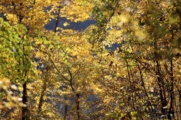 Yellow leaves of the autumn trees