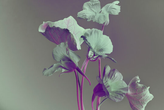 Nasturtium flowers, violet and blue colors. x ray effect.