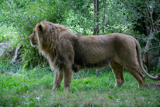 asiatic lion