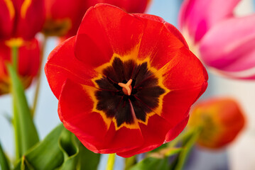 red tulip, closeup