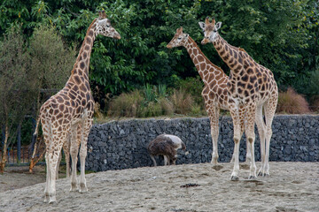 Three Giraffes observing an Ostrich.