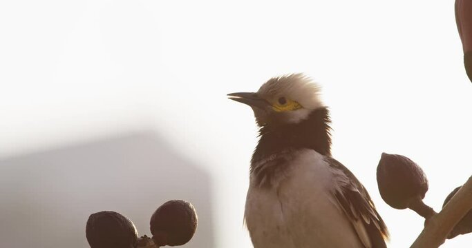 Black collared Starling bird in Hong Kong