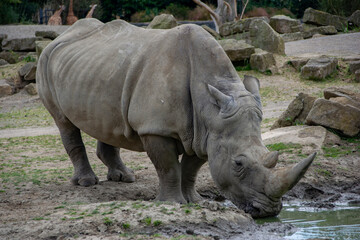 Obraz premium A Southern White Rhinoceros drinking water.