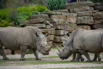 Naklejka premium A Southern White Rhinoceros facing her Calf.