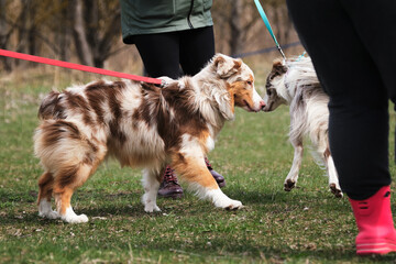 Red Merle is an Australian shepherd and collie. Meet the border collie and Aussie in the park on...