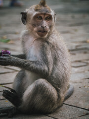 Monkeys at the Sacred Monkey Forest Sanctuary in Ubud, Bali