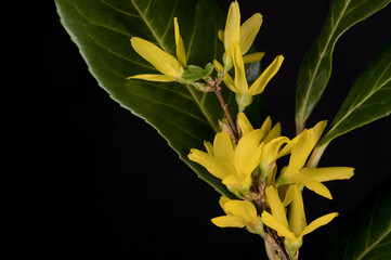 durchgehend scharfe Bl&uuml;te.  Forsythie