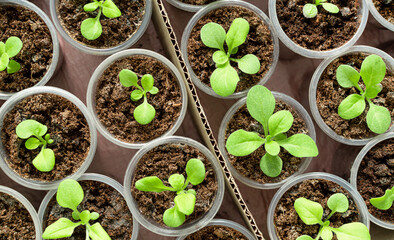 Set of young flower seedlings in small plastic pots. growing green seedlings in pots from above
