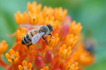 Bee and flower. Banner. Close up of a striped bee collecting pollen on a pink flower on a Sunny...