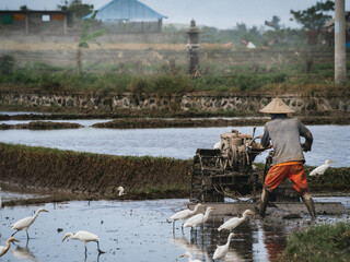 Rice Harvesting
