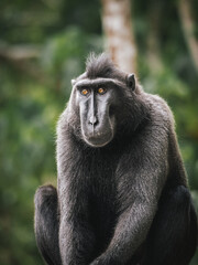 Obraz premium The Celebes crested macaque. Crested black macaque, Sulawesi crested macaque, or the black ape. Natural habitat. Sulawesi. Indonesia.