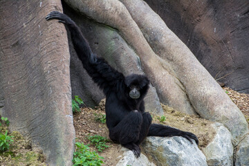 Siamang Gibbon climbing on rocks.