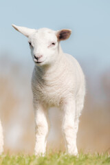 Obraz na płótnie Canvas Cute little lamb looking straight into the camera
