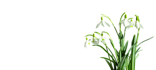 bouquet of snowdrops isolated on white background with copy space